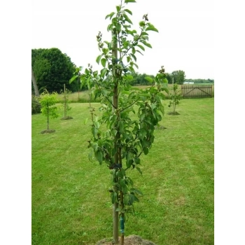 JABŁOŃ RED DELICIOUS słodkie chrupiące odporna - sadzonki 110 / 140 cm